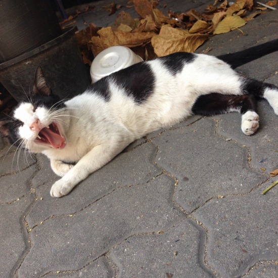 プラカノンの市場で出会った猫の写真