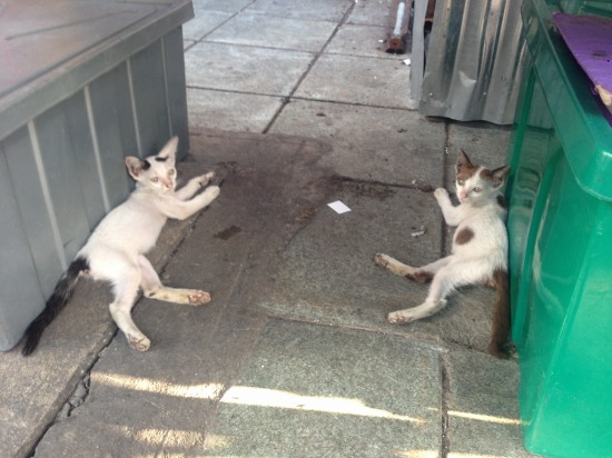カオサン通りで出会った兄弟猫の写真