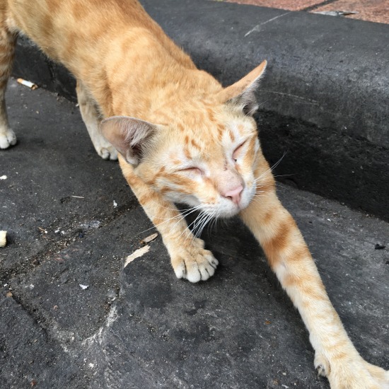 カオサン通りで出会った猫の写真2