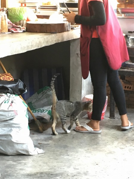 チェンマイの食堂にいた猫の写真2