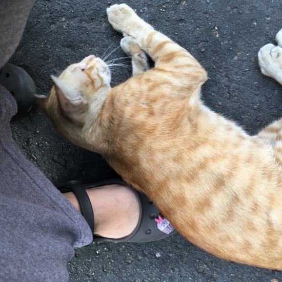 カオサン通りで出会った猫の写真3