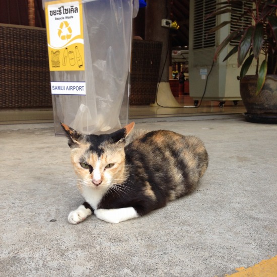 サムイ空港で出会った猫の写真1
