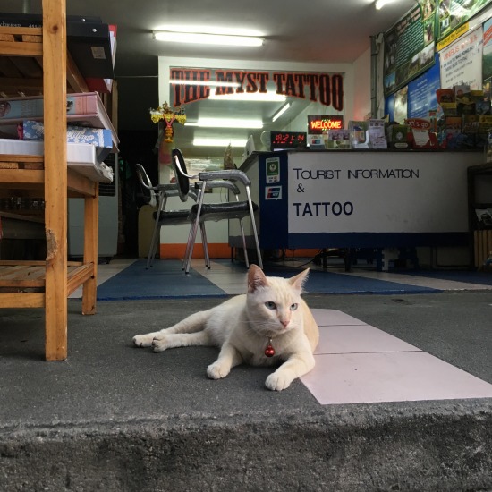 店番中の猫の写真