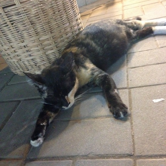 サムイ島の街中で出会った猫の写真1