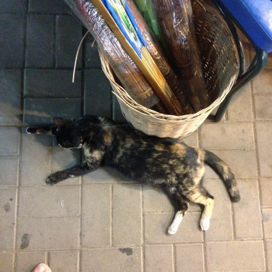 サムイ島の街中で出会った猫の写真2