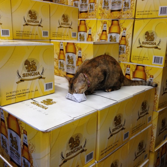シンハービールの上の猫の写真