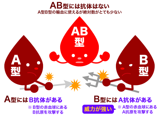 血液型の抗体反応を解説するイラスト