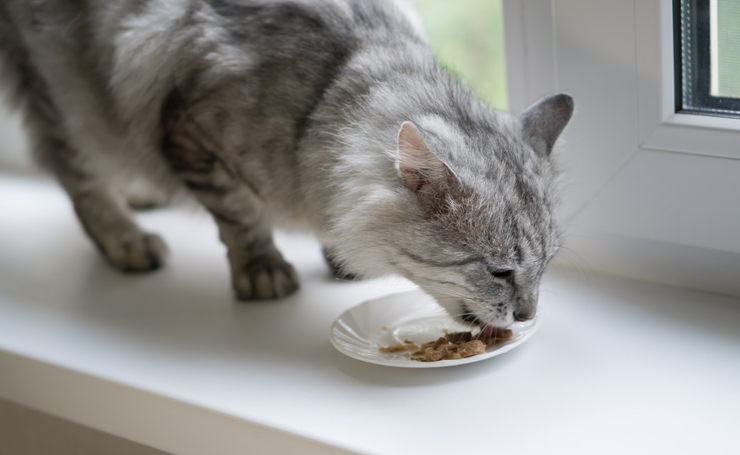 猫が癌になった時の食事のあれこれ 与えたい成分と食べさせるコツ Catchu きゃっちゅ