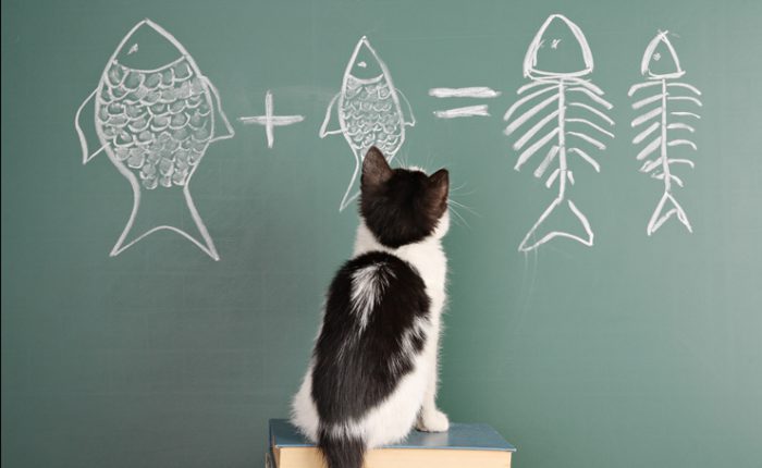 賢い猫の種類トップ5 頭のよさの指標になっている科学的根拠も解説 Catchu きゃっちゅ