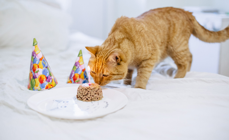 おすすめ猫用ケーキ 見た目が可愛くて材料も安心のお祝いケーキ Catchu きゃっちゅ