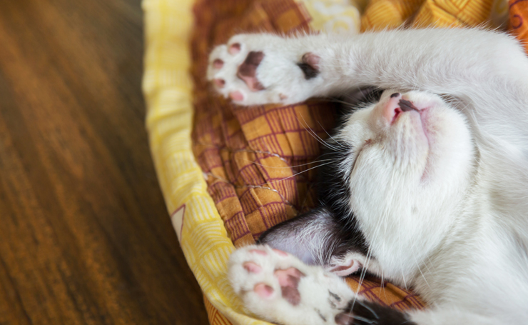 猫が寝てるときにピクピクする原因は 生理現象から病気の痙攣まで Catchu きゃっちゅ