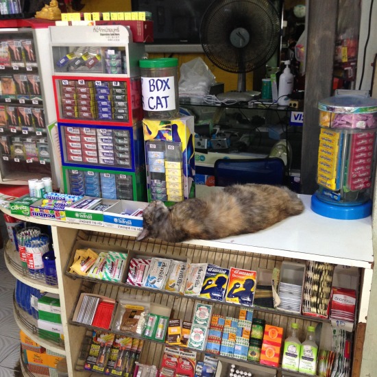 観光地で店番している猫の写真1