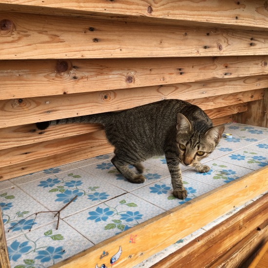 チャチュンサオで出会った猫の写真2