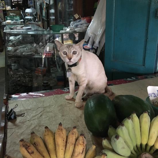 100年市場で出会った猫の写真3