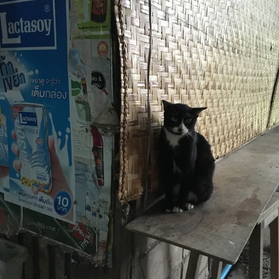 100年市場で出会った猫の写真6