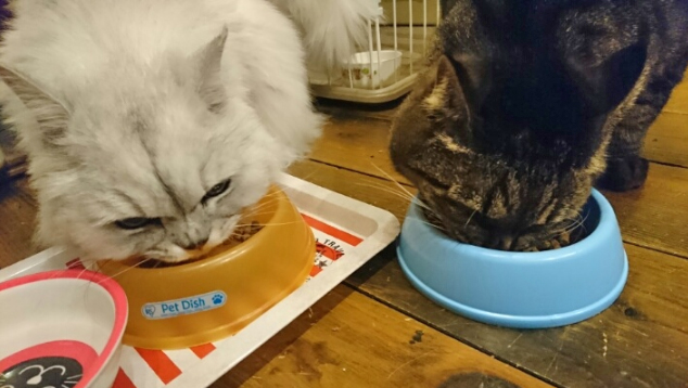 ご飯を食べる2匹の猫の写真