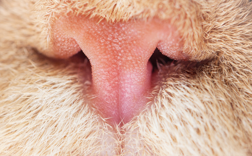 猫の鼻のアップ写真
