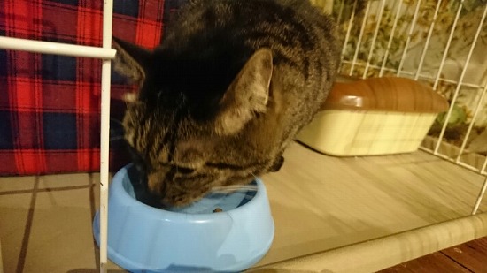 ご飯を食べる猫の写真