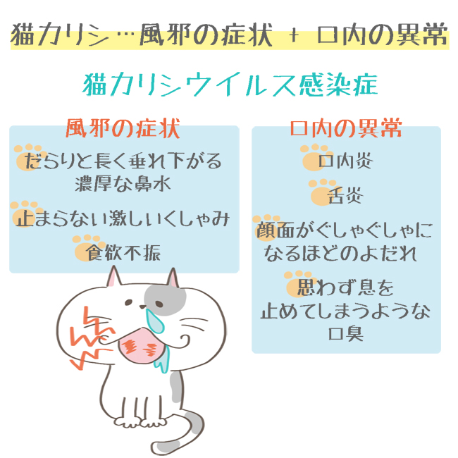 猫カリシウイルス感染症の症状イラスト2