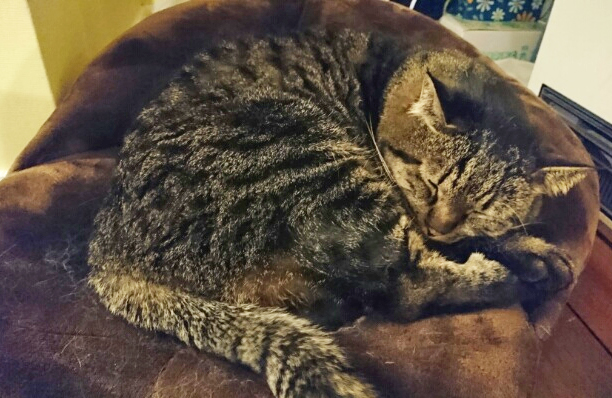 寝ている猫のニセ蔵の写真