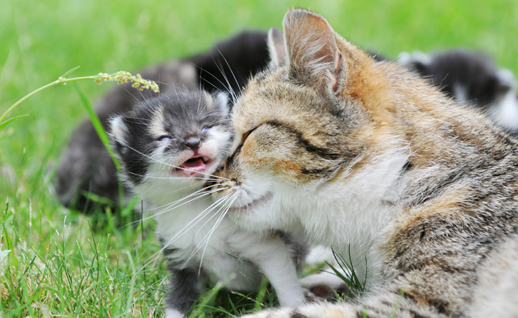 猫の毛色の決め手は遺伝子 イラストでわかる親と子の毛色が違う理由 Catchu きゃっちゅ