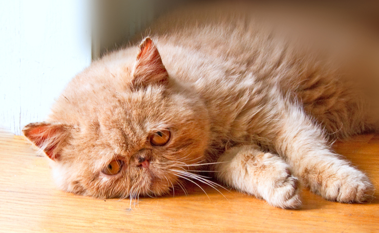 猫の声が出ない時に考えられる原因 飼い主がしてあげられること