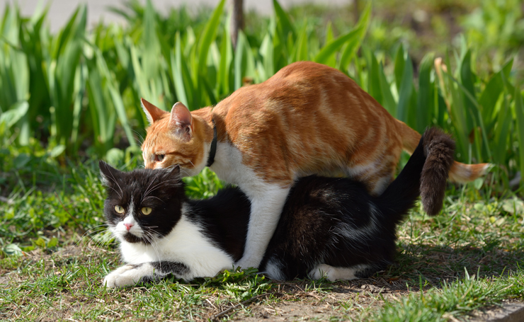 猫がマウンティングする理由と対策 猫の関係性を理解しやめさせよう Catchu きゃっちゅ