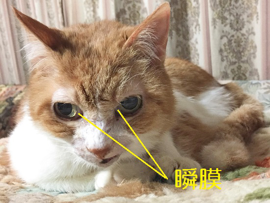 猫の瞬膜の写真