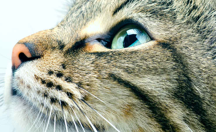 猫の瞬膜の異常は病気のサイン 瞬膜の役割と目の病気について知ろう Catchu きゃっちゅ