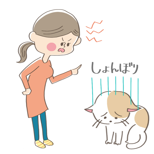 猫が反省をする時に見せるしぐさ5つ それって本当に反省してる Catchu きゃっちゅ