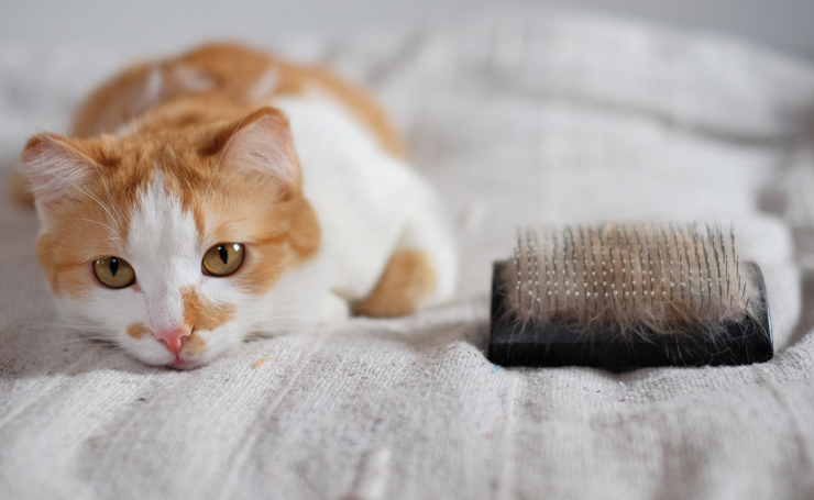猫の毛対策におすすめの掃除機ブラシ ボディから直接吸えて便利 Catchu きゃっちゅ