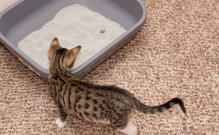 うんち しない 猫 猫がトイレ以外で粗相（尿・便）をする理由と対処法について
