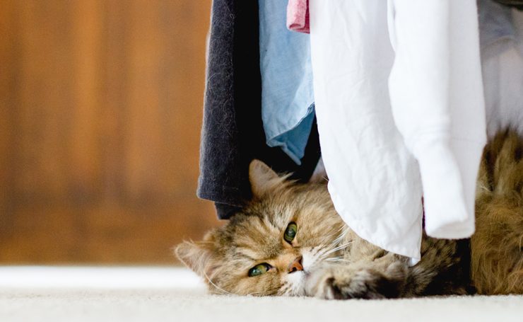 部屋干しの猫への悪影響。猫も衣類も守る3つの室内干し対策  Catchu 