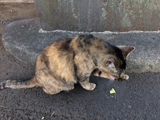 太宗寺にいた猫の写真