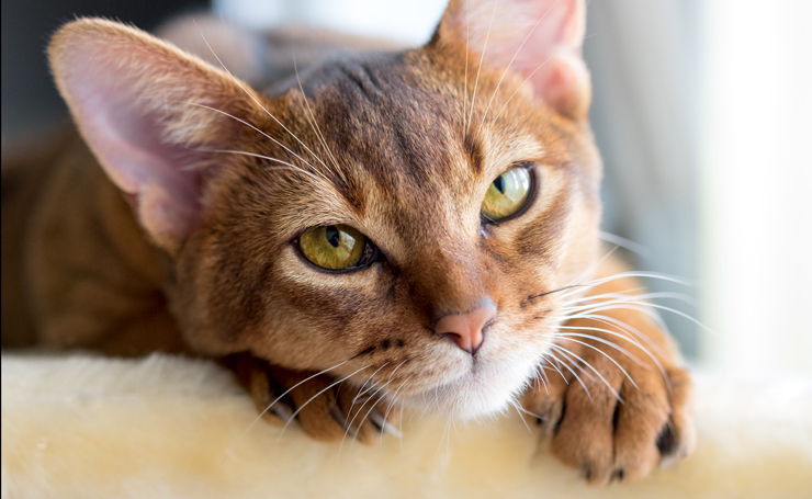 猫が口をくちゃくちゃしたら病気のサイン 口の中のチェックのしかた Catchu きゃっちゅ