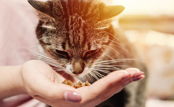 猫が手から餌を食べると嬉しい 手から食べてもらうための手のかたち Catchu きゃっちゅ