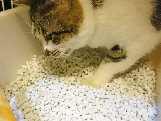 猫砂を食べる猫の写真