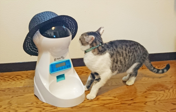 自動給餌器と猫の写真