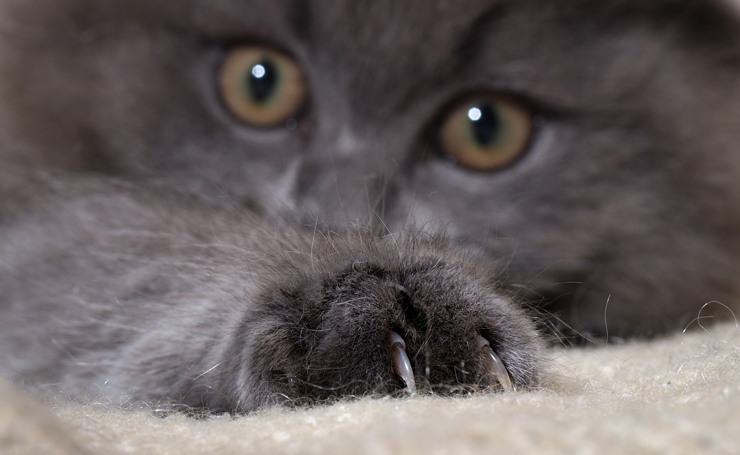 猫がひっかく理由は 猫のきもち ひっかき癖をなおす方法 Catchu きゃっちゅ