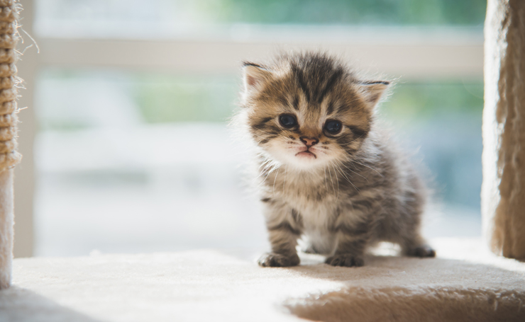 体が大きくならない子猫症とは 原因と治療法 有名な猫たち Catchu きゃっちゅ