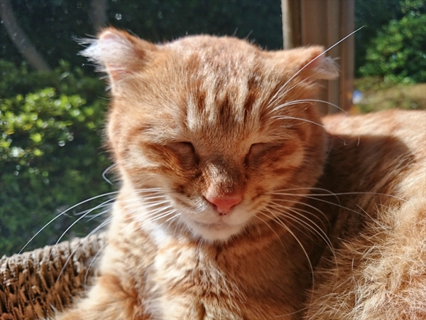 猫カフェめおまるけの猫スタッフ茶二郎の写真