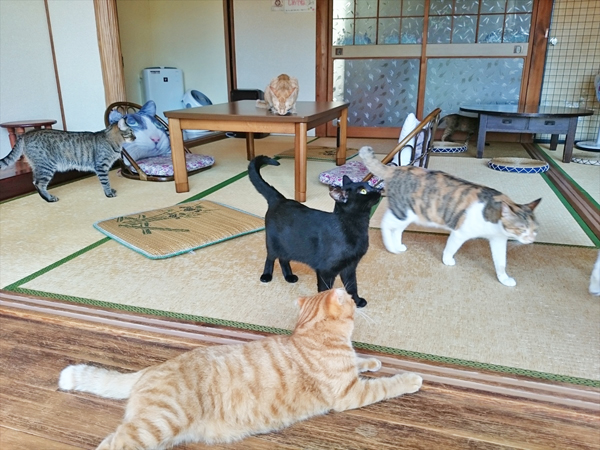 猫カフェめおまるけの和室スペースにいたたくさんの猫の写真