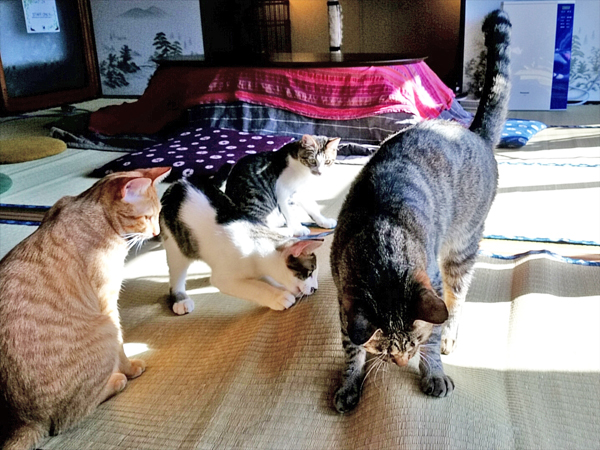 猫カフェめおまるけの和室で遊んでいる猫たちの写真