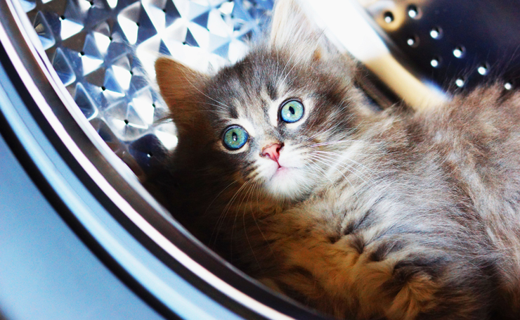 猫の洗濯機の事故を防ぐ！入ってしまう猫の命を守る予防法  Catchu 