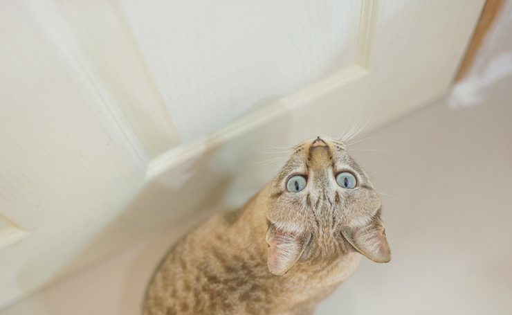 猫はなぜ出待ちをするの ドアの前でじっと待つ猫の心理 Catchu きゃっちゅ